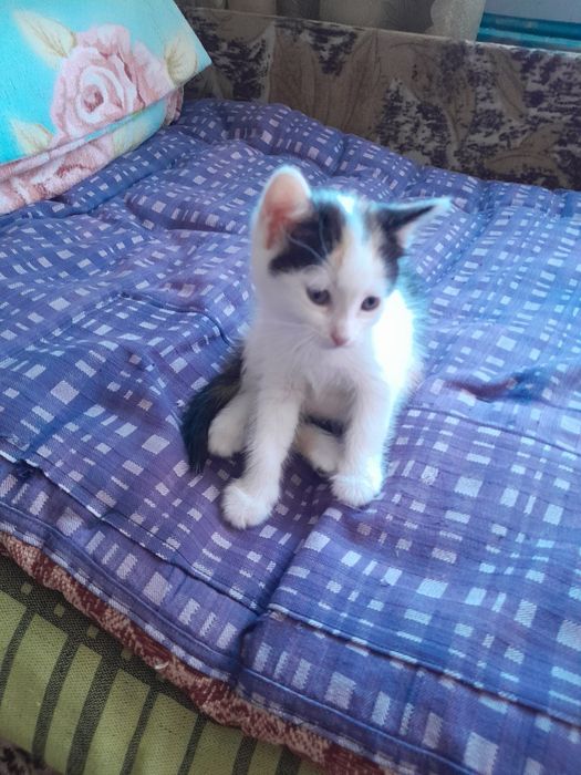 Котята прелестные очень добрые