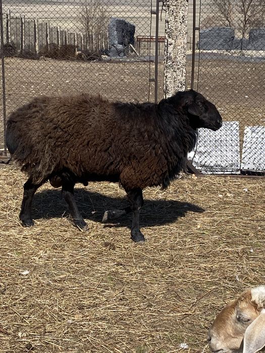 Кошкарчик на племя