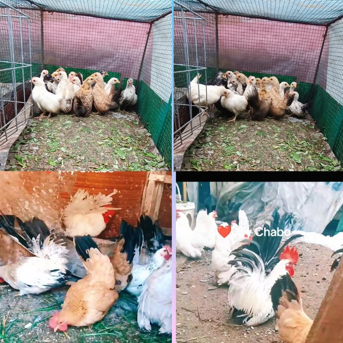 Chabo pui și maturi originali