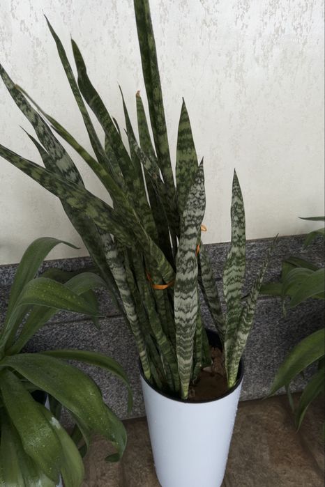 Комнатные цветы, растение, растения, honaki gullar, gul