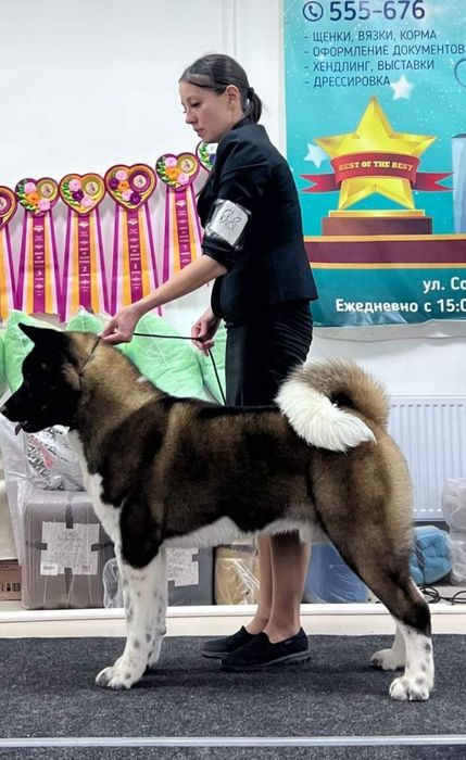 Детки Американская Акита