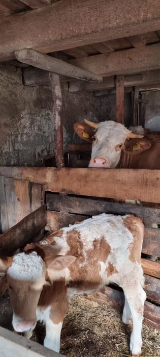 Văcuță de vânzare