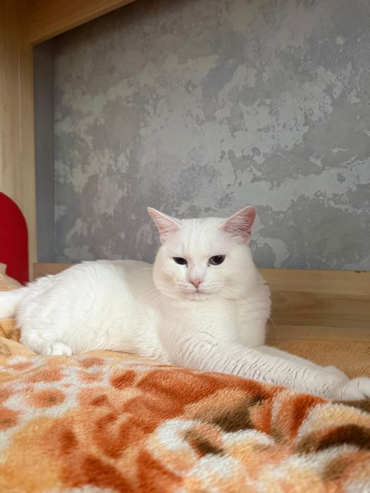 Отдам кота (британец)