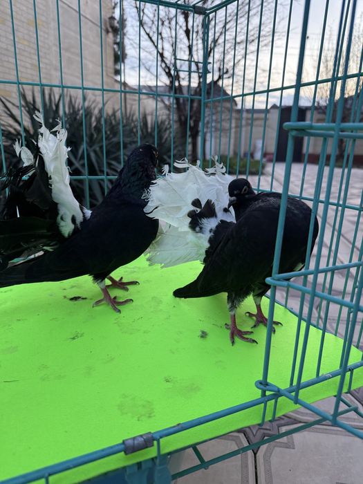 Пара павлинов белохвостые