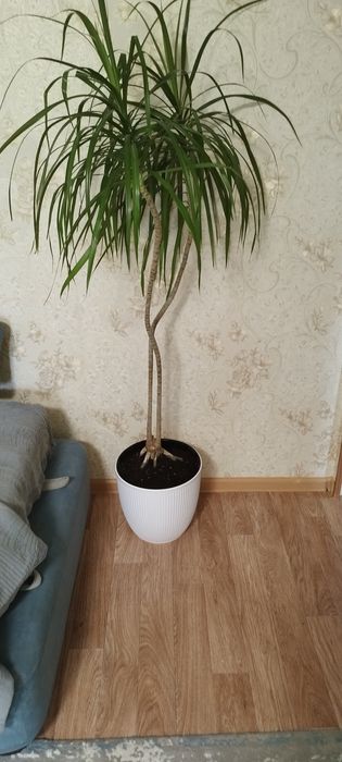 Продам цветок драцену