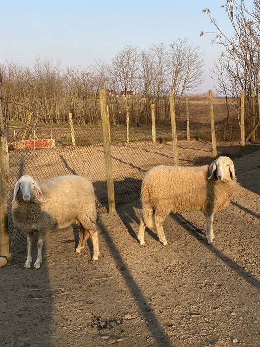 Oi bergamasca la prima fatare