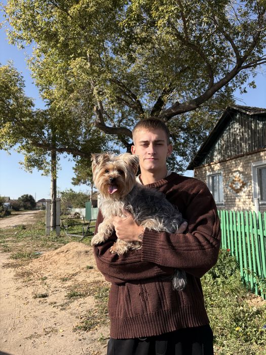 Ищем Йоркширского терьера для вязки