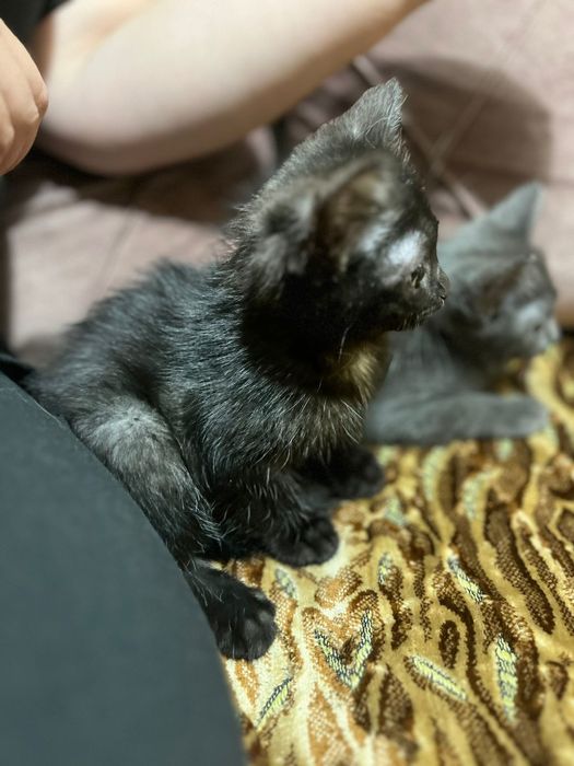 Отдам котят в добрые руки