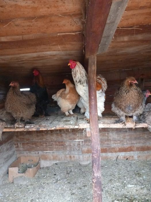 Cocosi Brahma  Cernadia