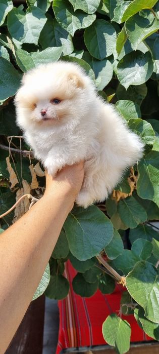 Померан померанче