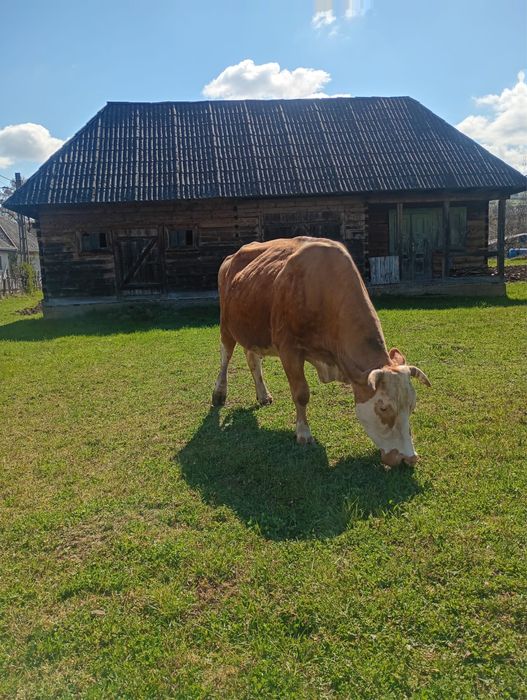 Vand vaca baltata romaneasca,gestanta in luna 9 ,are 8 ani -mai multe detalii la telefon