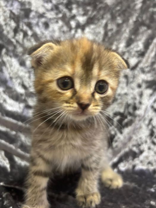 Котята Вислоухие