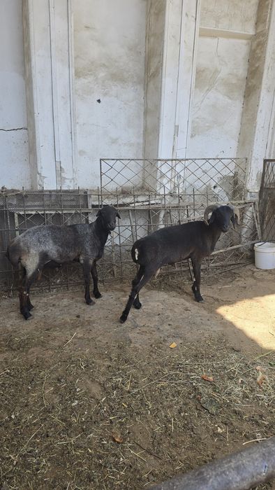 Quchqorlar tez sotiladi
