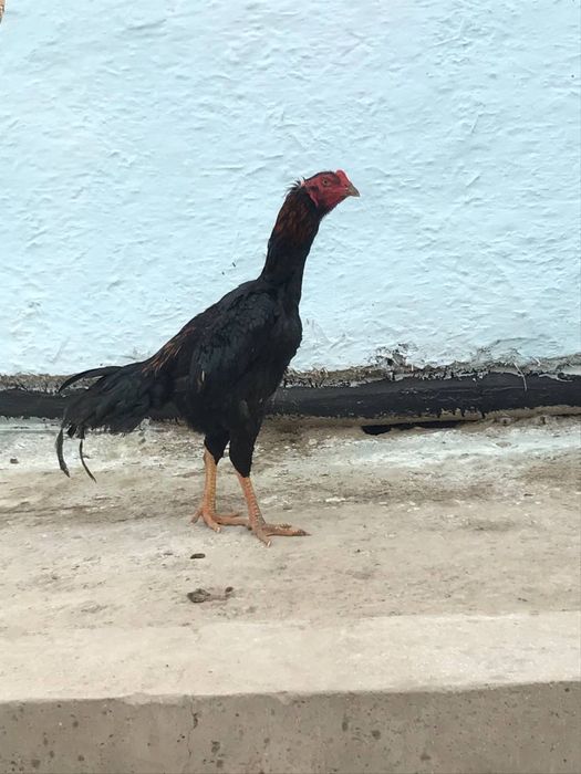 куланги  ийул бошига чиккан