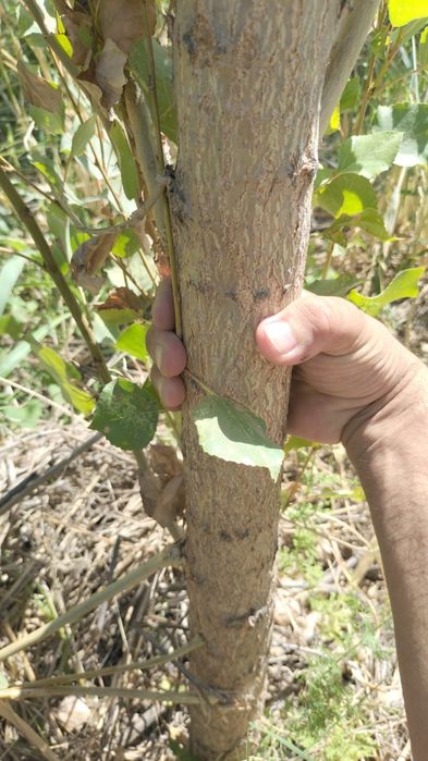 Продаю цаженцы деревя