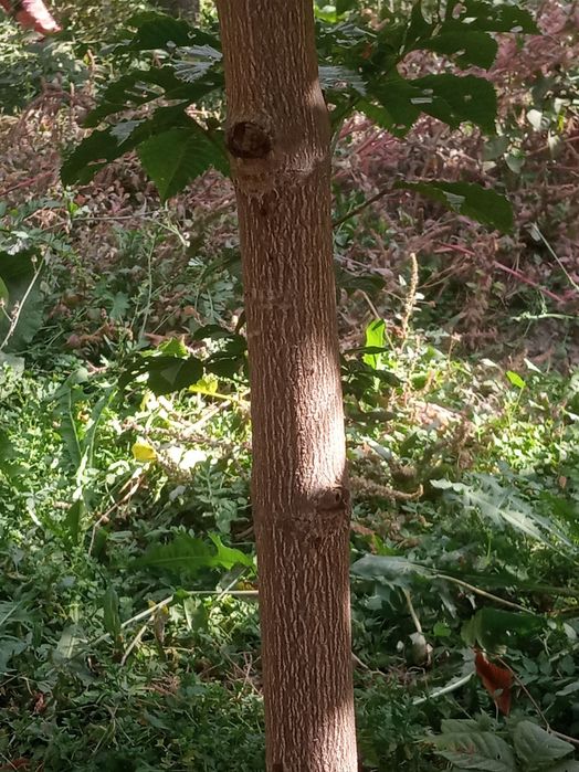 Manzarali kashtan koʻchatlar