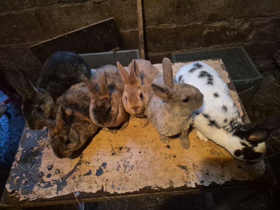 Vand iepuri rex  mascluli si femele