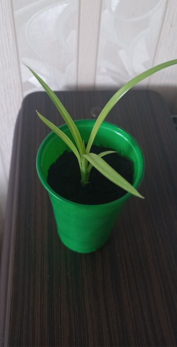 Продаются отростки Пандауса.