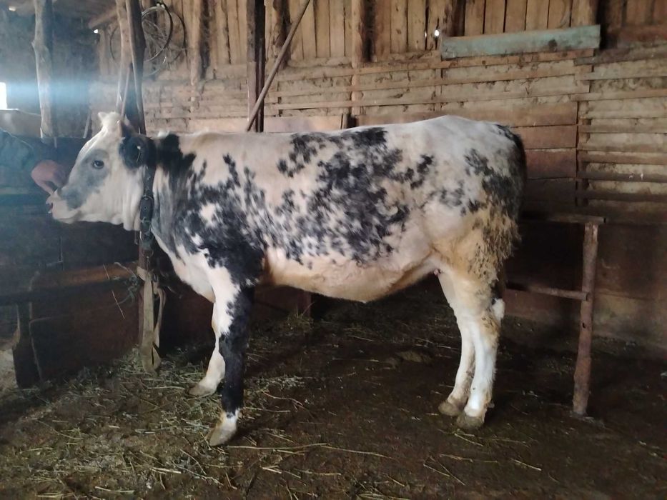 Vând o junică din rasa de carne albastru belgian