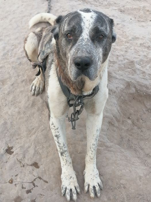 Сабака алабаи 6жасар