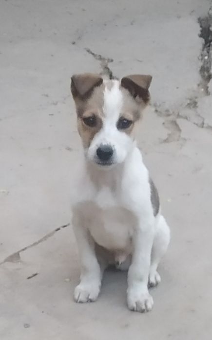 Бесплатно щенки пристраиваются в добрые руки