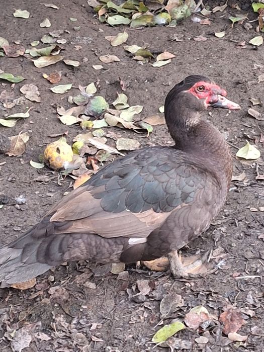 Ouă rațe leșești incubat (diferite culori )