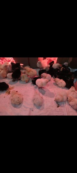 Продам цыплят доминант и легорн