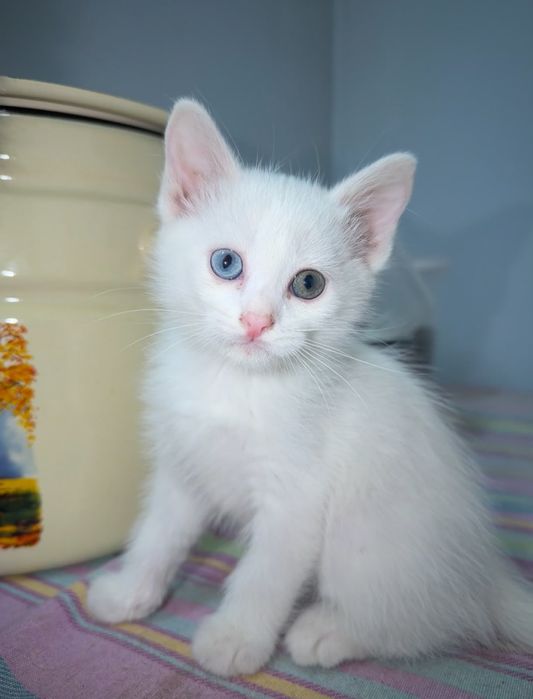 Котята в хорошие руки!