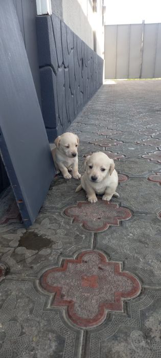 Щенят в хорошие руки