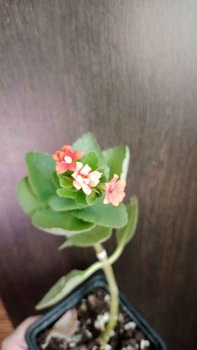 Коланхоэ, женское счастье, алоэ