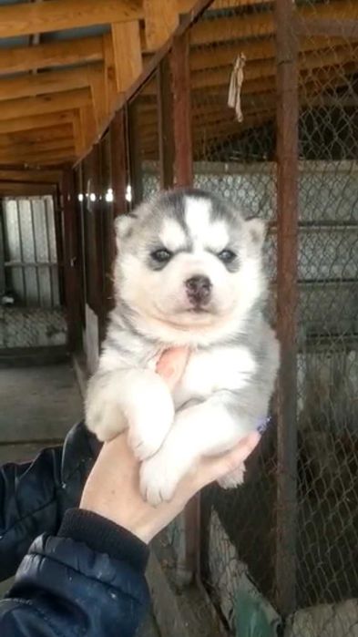 Серебристый красавец хаски