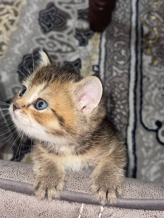 Сотилади тоза зоти онаси фолд отаси Шиншилла  1ярим ойли