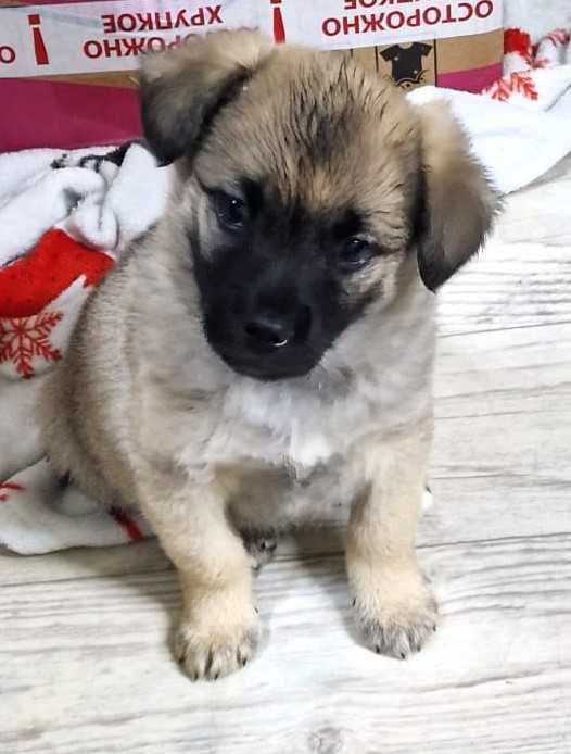 отдам щенков овчаренков в хорошие руки