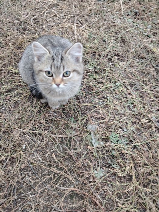 Отдам полупордистых котят