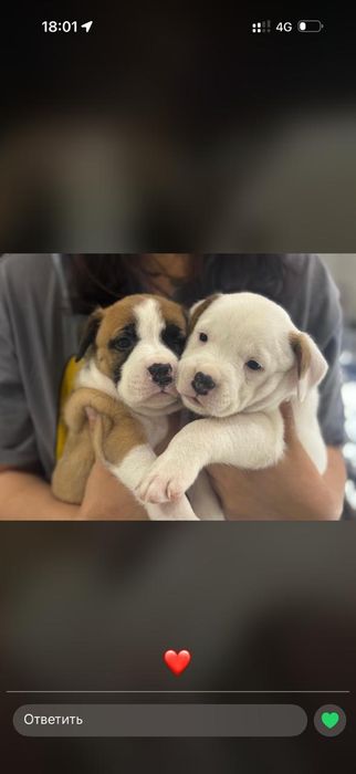 Продам щенков Порода Пит-бультерьер.