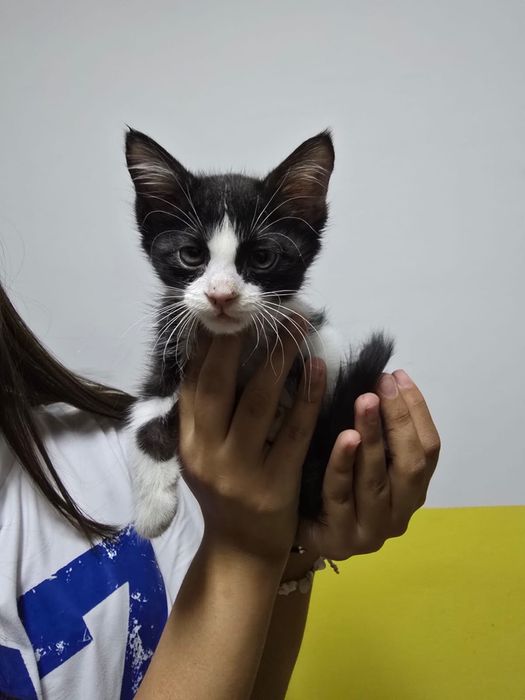 Котик ищет хозяйна