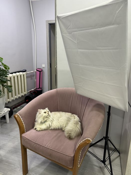 Пропал кот! Помогите найти кота. #Нашли кота?