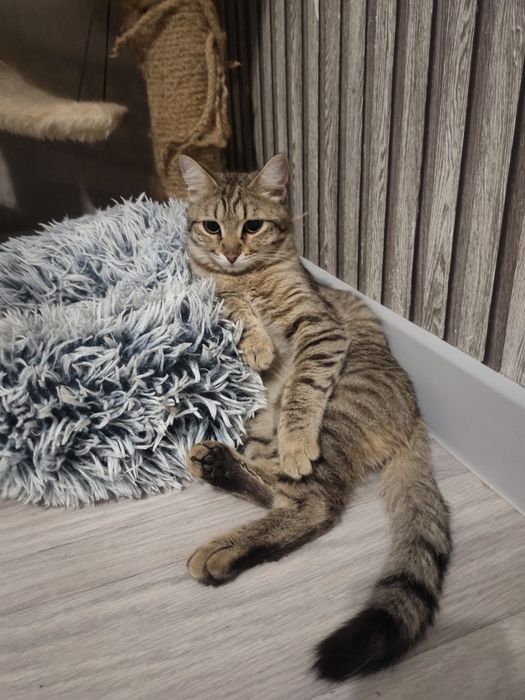 Отдам кота в добрые руки