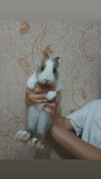 Зайчата милые и декораьивне