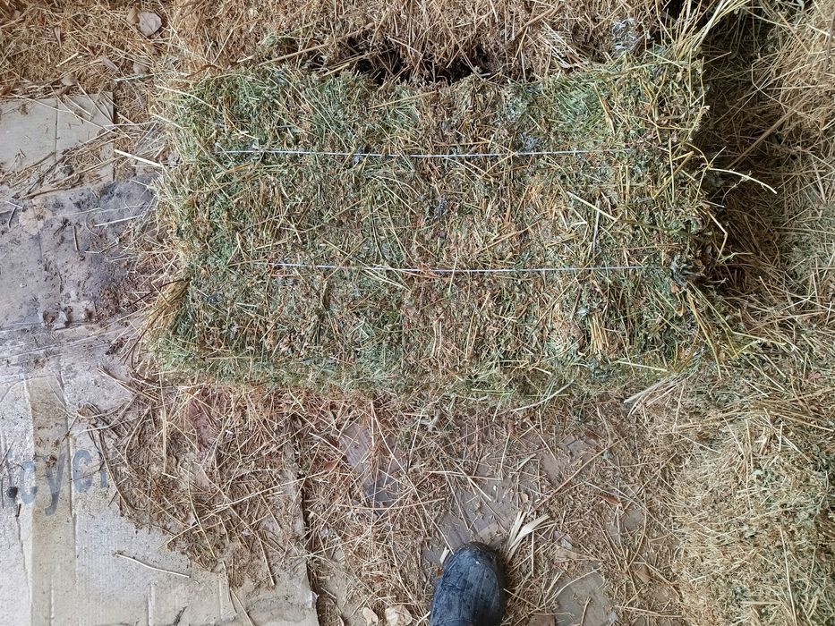 Жоңышқа шөп сатылады.