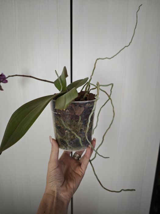 Продам сортовую орхидею. Сорт Black Lace.