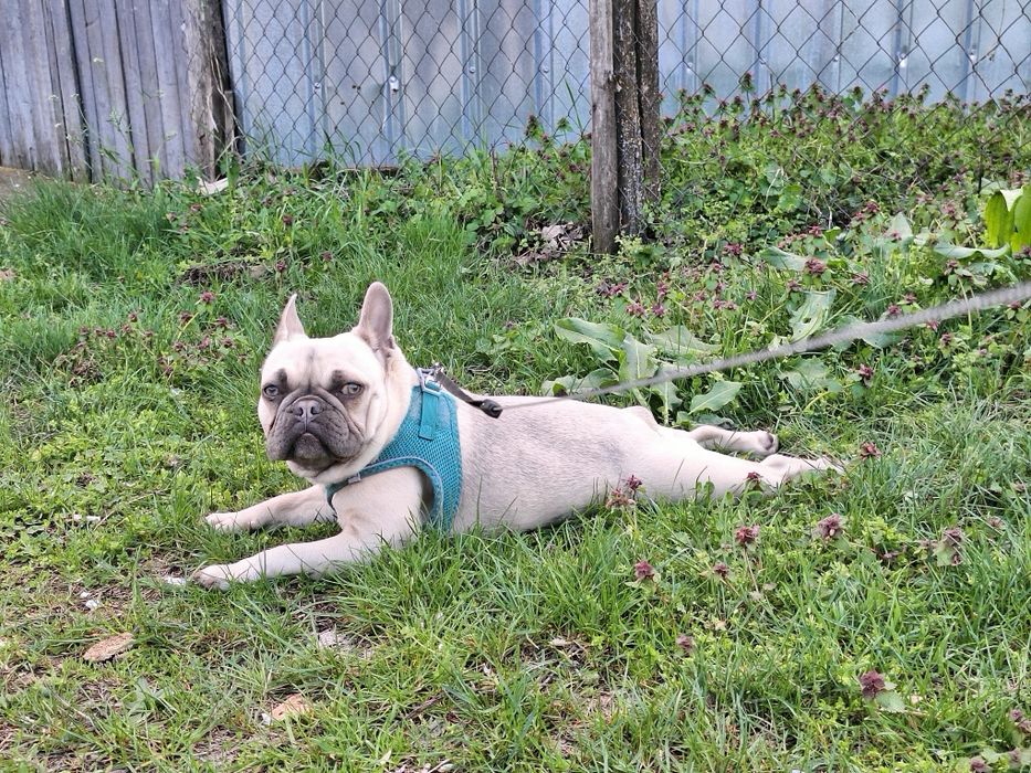 Френски Булдог , женско  на 1 г