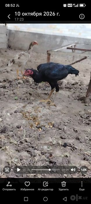 Dakan juja 1 para