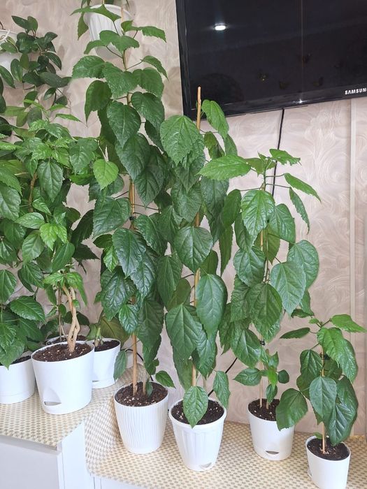 Цветок Гибискус комнатный