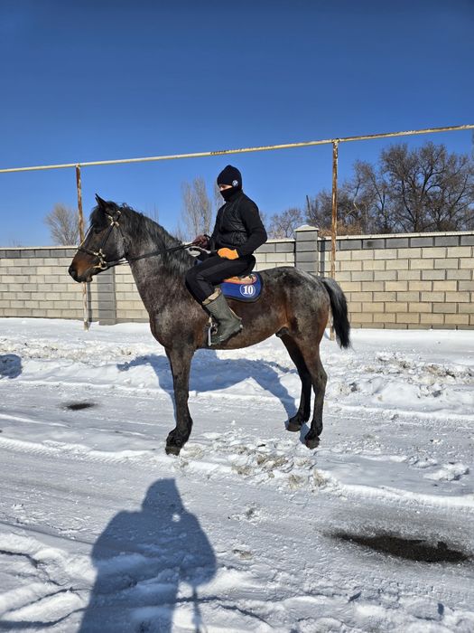 Продам айгыр жеребец лошадь