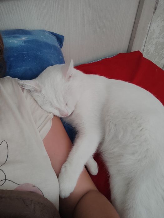 Ищем дом для белоснежного котика