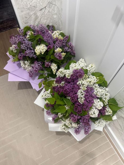 Сирень свежий 10 к дан