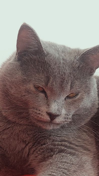 Отдам кота в добрые руки