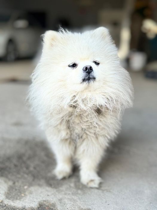 Вязка шпица шанхай