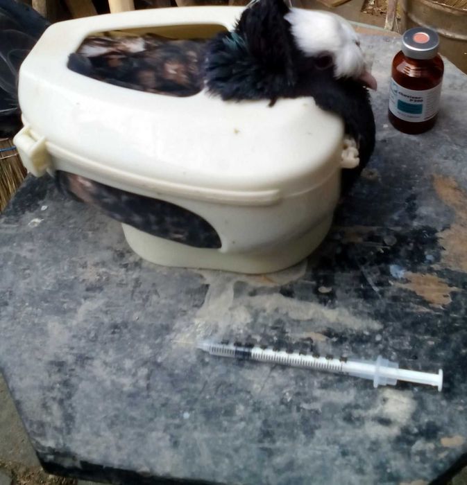 Продавам аксесоари за птици